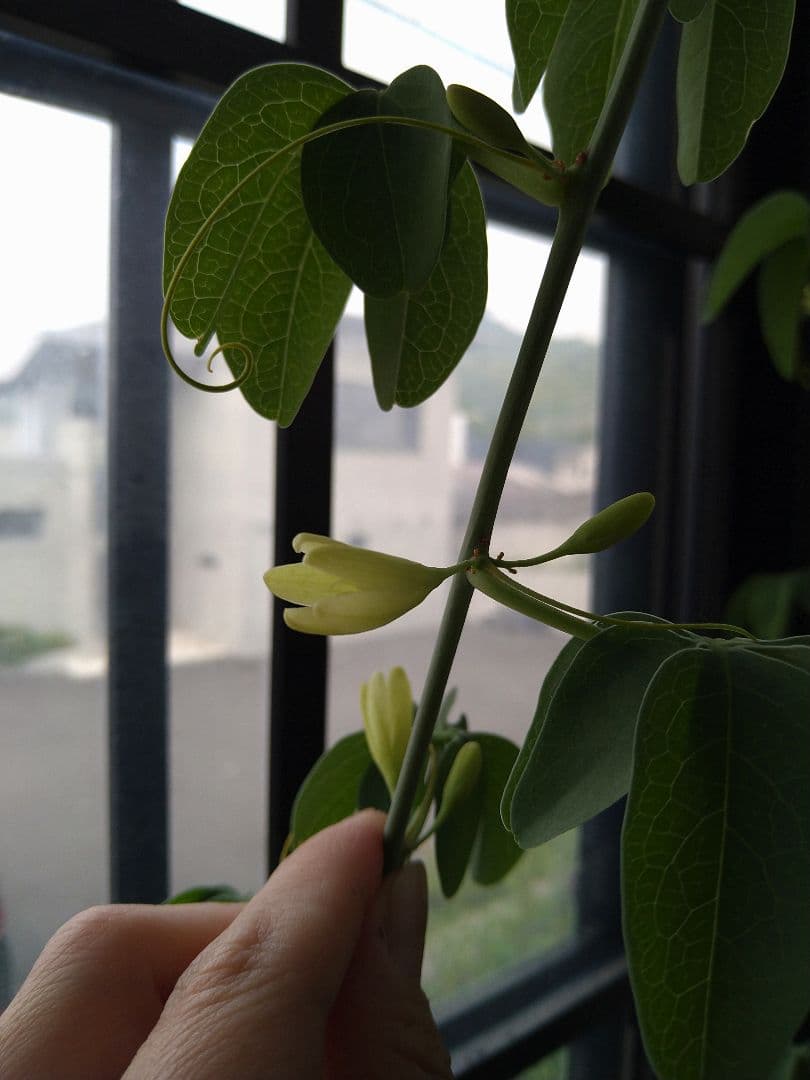 巨大ダブルヘッド アデニア グラウカ ねこちゃん型 - メルカリ