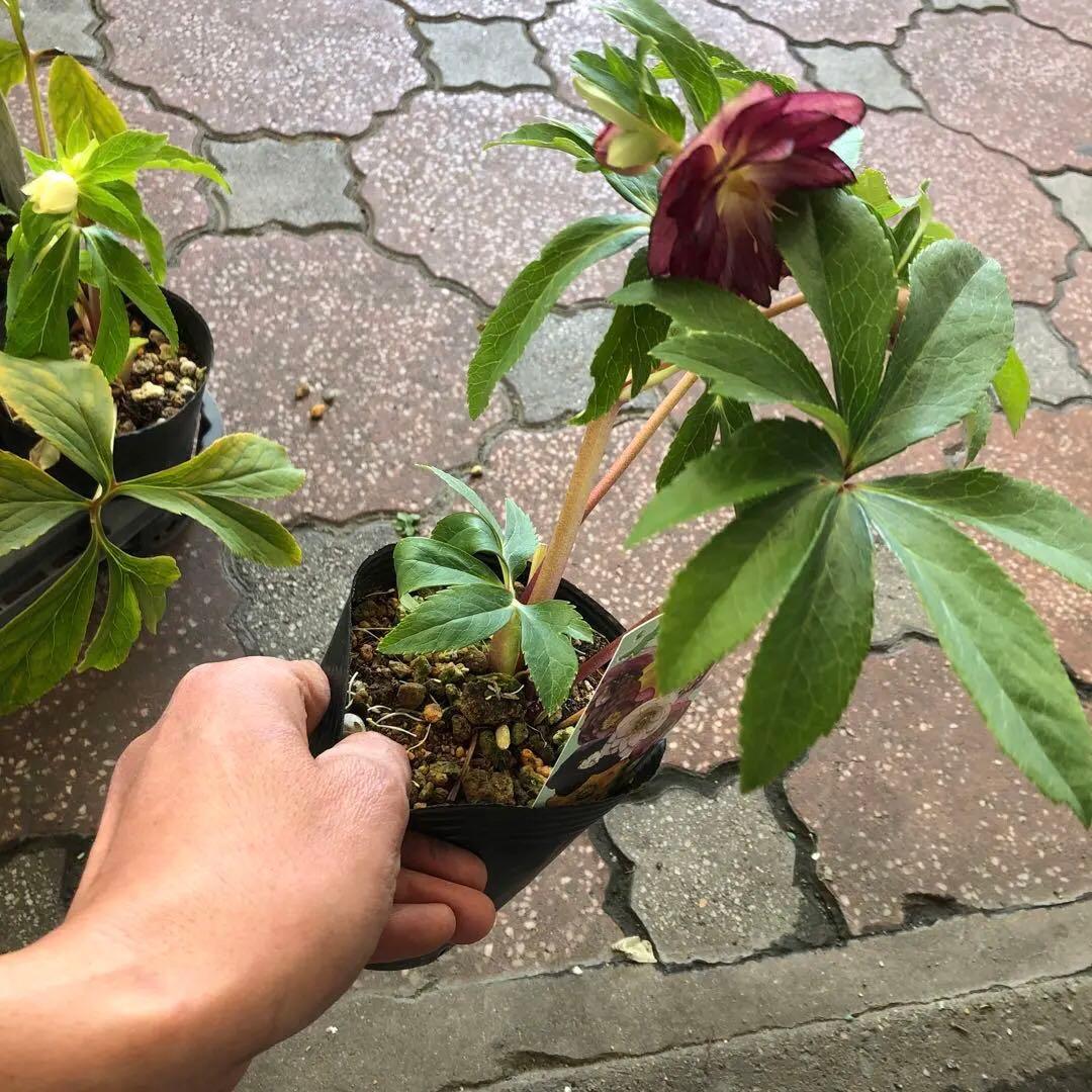 新潟ハイブリッド クリスマスローズ 11ポットセット お買い得です レア