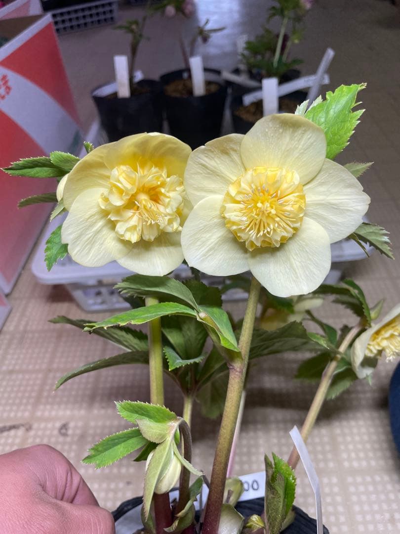 加藤農園 イエロー系 かわいい クリスマスローズ 加藤農園さんのクリスマスローズ🕊️ やわらかく優しい雰囲気の子を