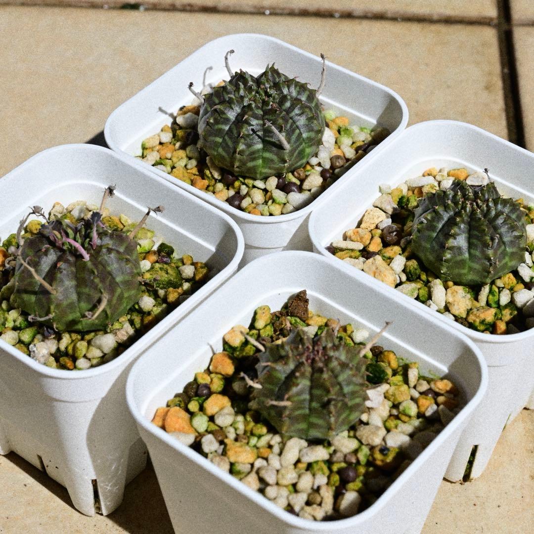 ユーフォルビア バリダ4株セット5 - メルカリ