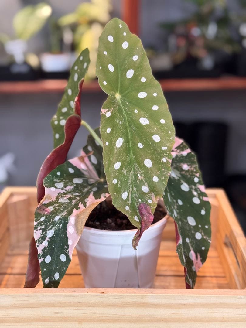 y*o様 3 ベゴニア マクラータ 斑入り 激レア 大株 - メルカリ