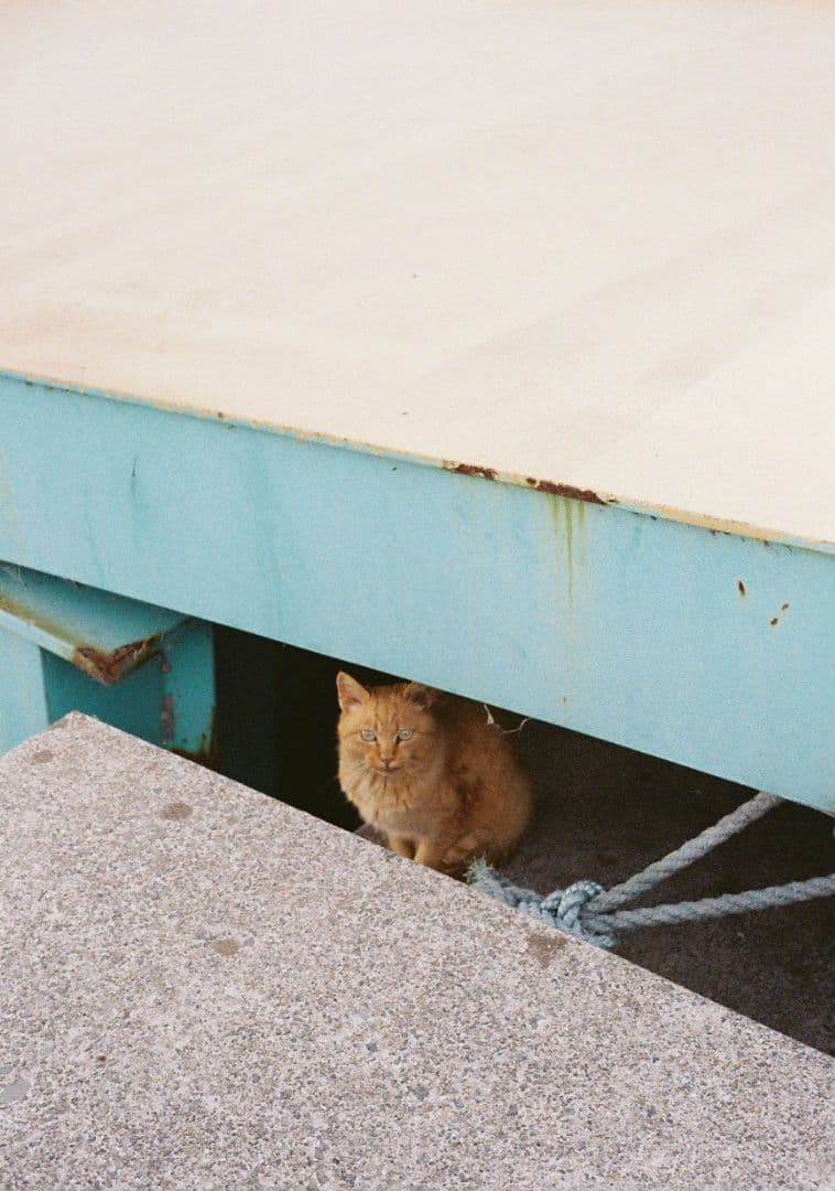 Minolta repo-S（整備済み）