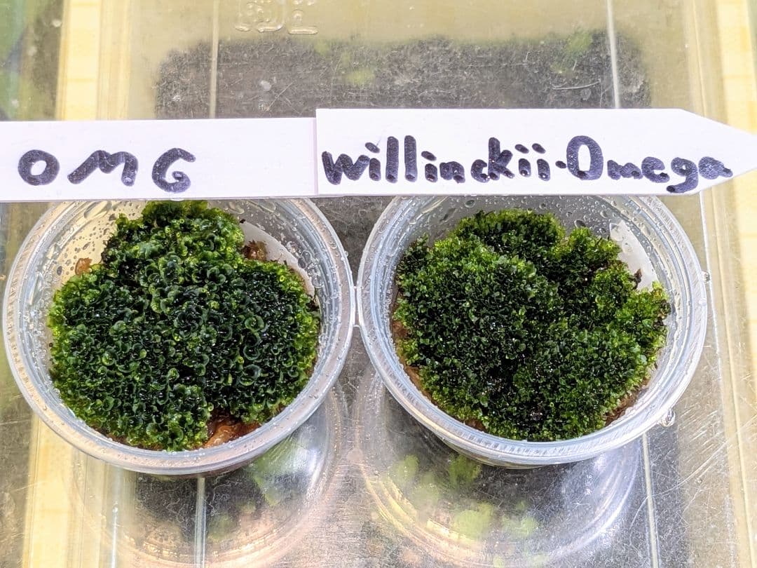 ビカクシダ 2種セット 前葉体 - メルカリ