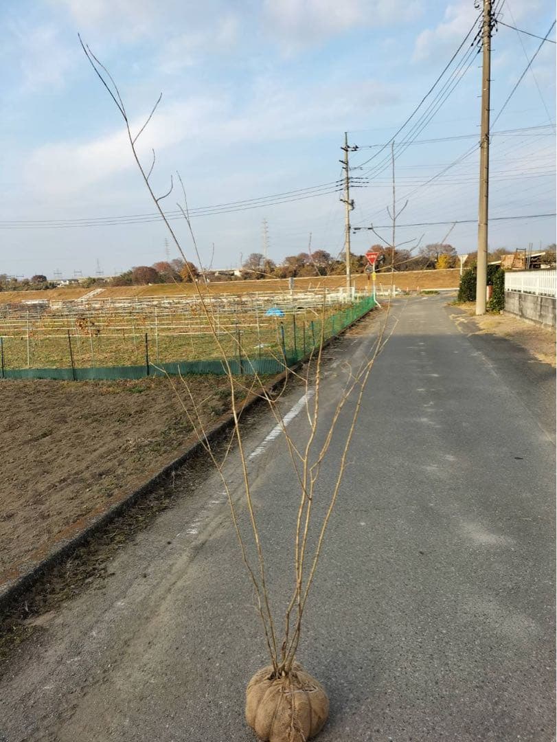 山採り アオダモ 自然樹形 株立ち 5本立ち 楽天市場】山採り【アオダモ】 株立ち 自然樹形 コバノトネリコ 樹高H
