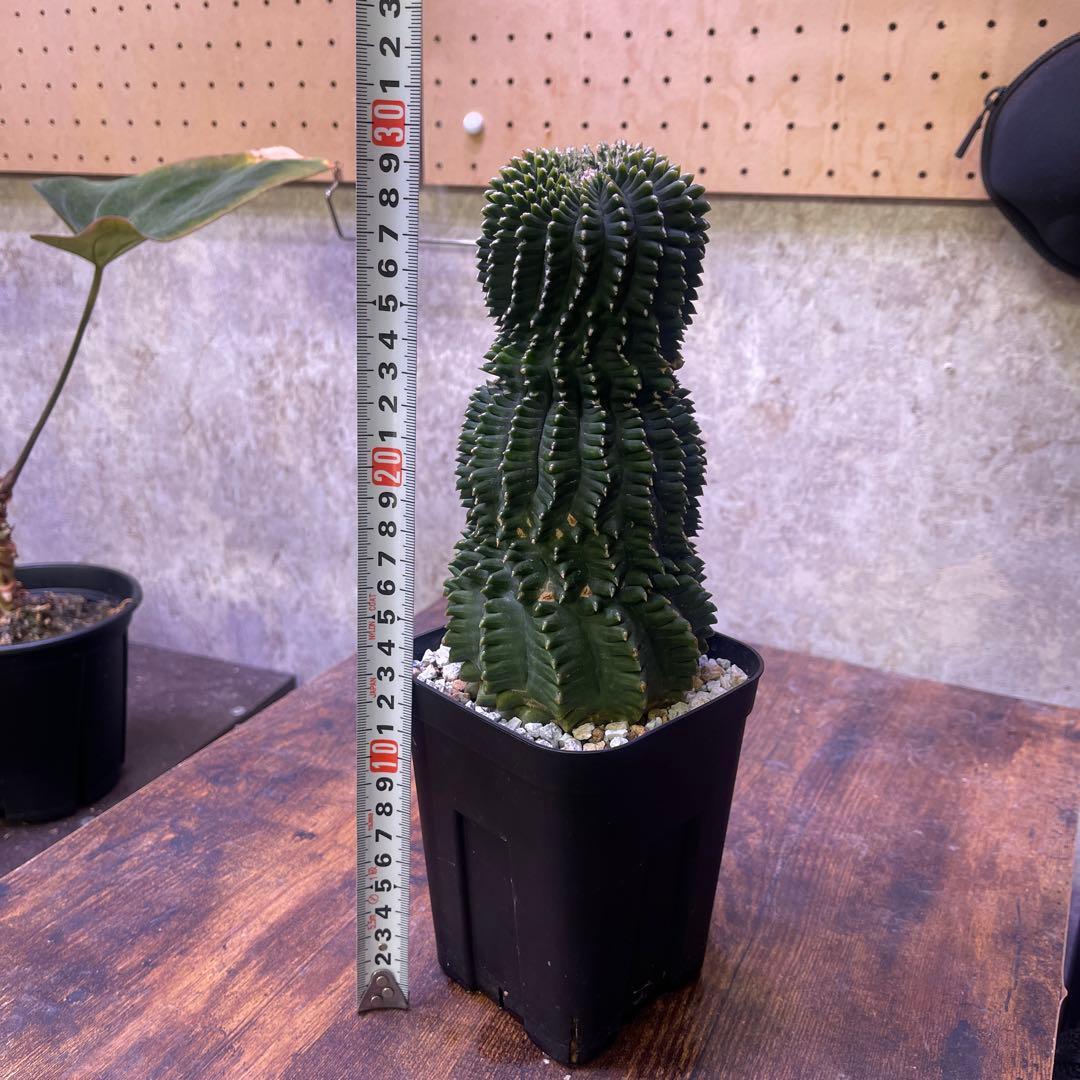 Gymnocalycium mihanovichii 棘無 綴化 - メルカリ