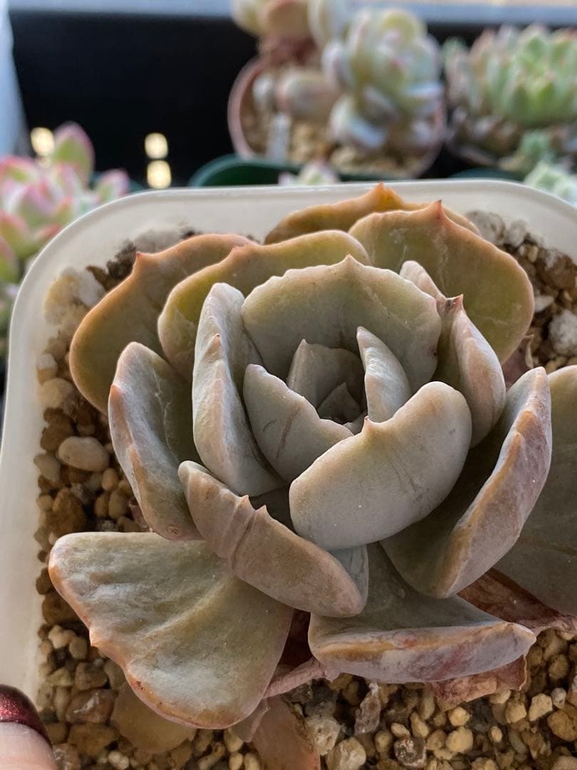 多肉植物 リナシナ錦 抜き苗 - メルカリ