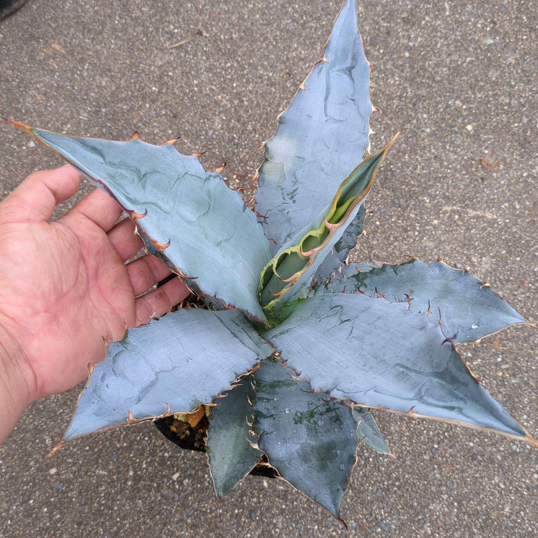 アガベ チタノタブルー 大株 子株付き 特選極上株 - メルカリ
