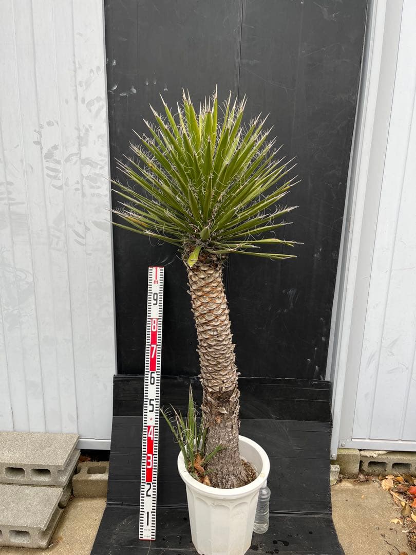 極太　特大　ユッカ フィリフェラ　子株付き約100cm 観葉植物 fit=scale-down,w=1200