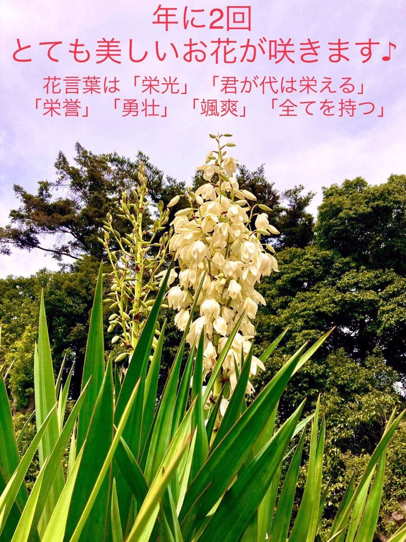 幸運木【森で完全野生化 ユッカ グロリオサ/アツバキミガヨラン