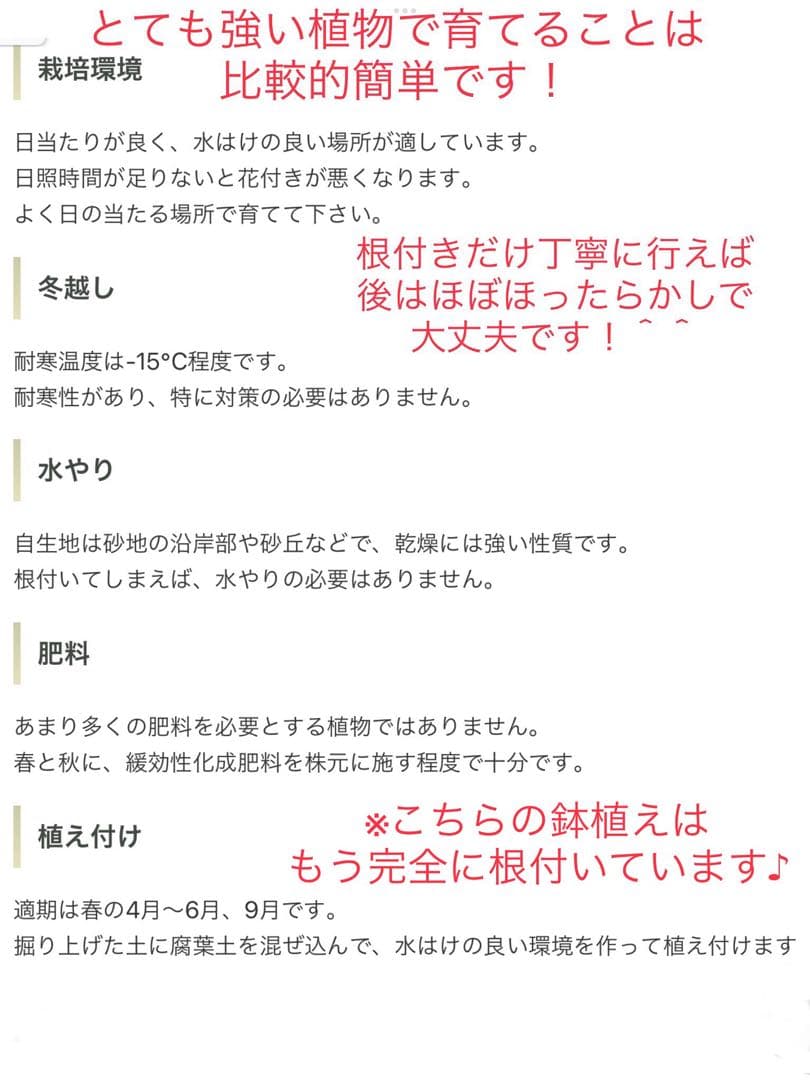 幸運木【森で完全野生化 ユッカ グロリオサ/アツバキミガヨラン