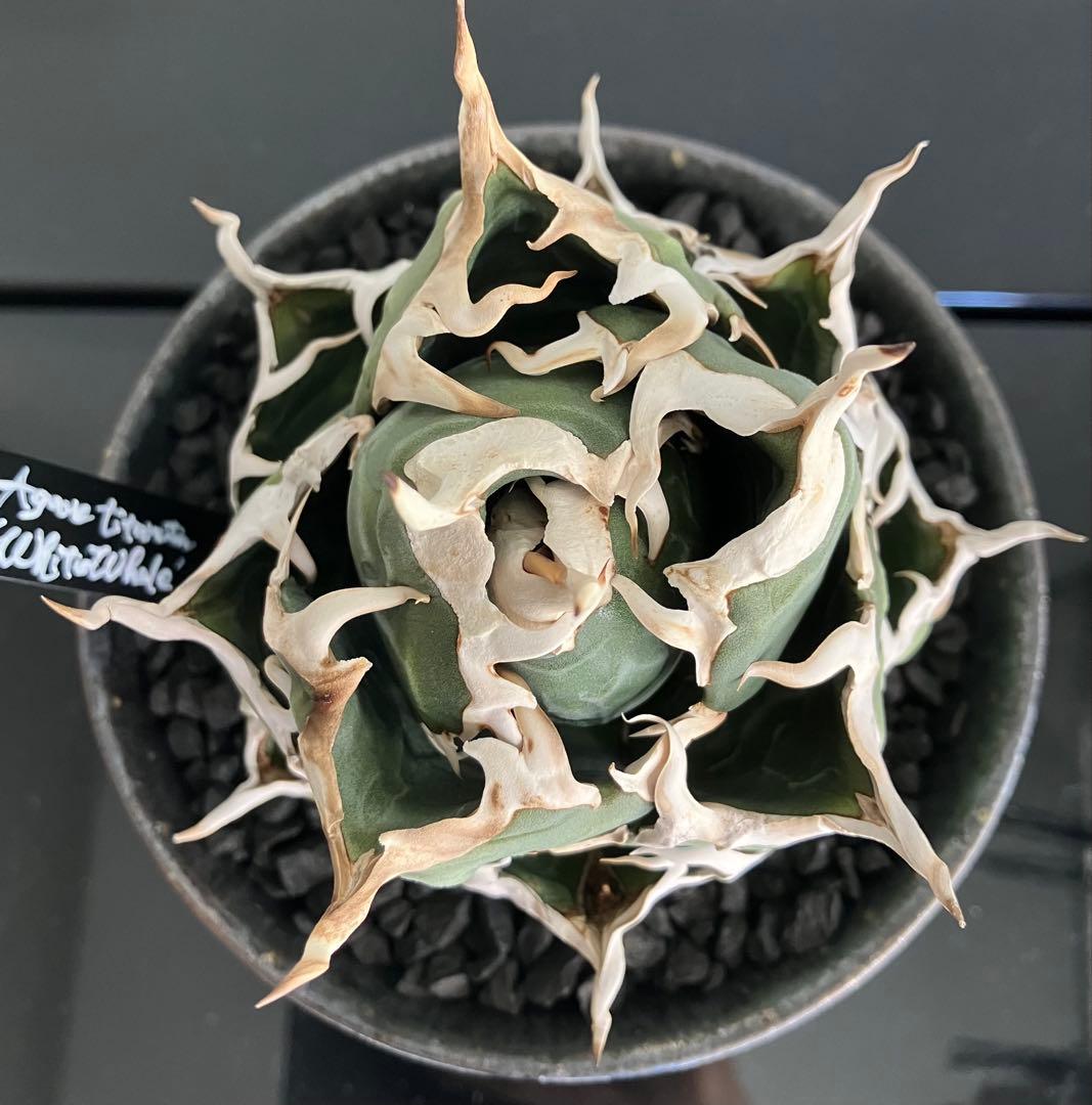 【専用】コレクション放出　アガベ白鯨　コンパクト強刺ボール　トップ超ロング アガベ・チタノタ白鯨（ボールタイプ）中-061｜agave titanota white wh