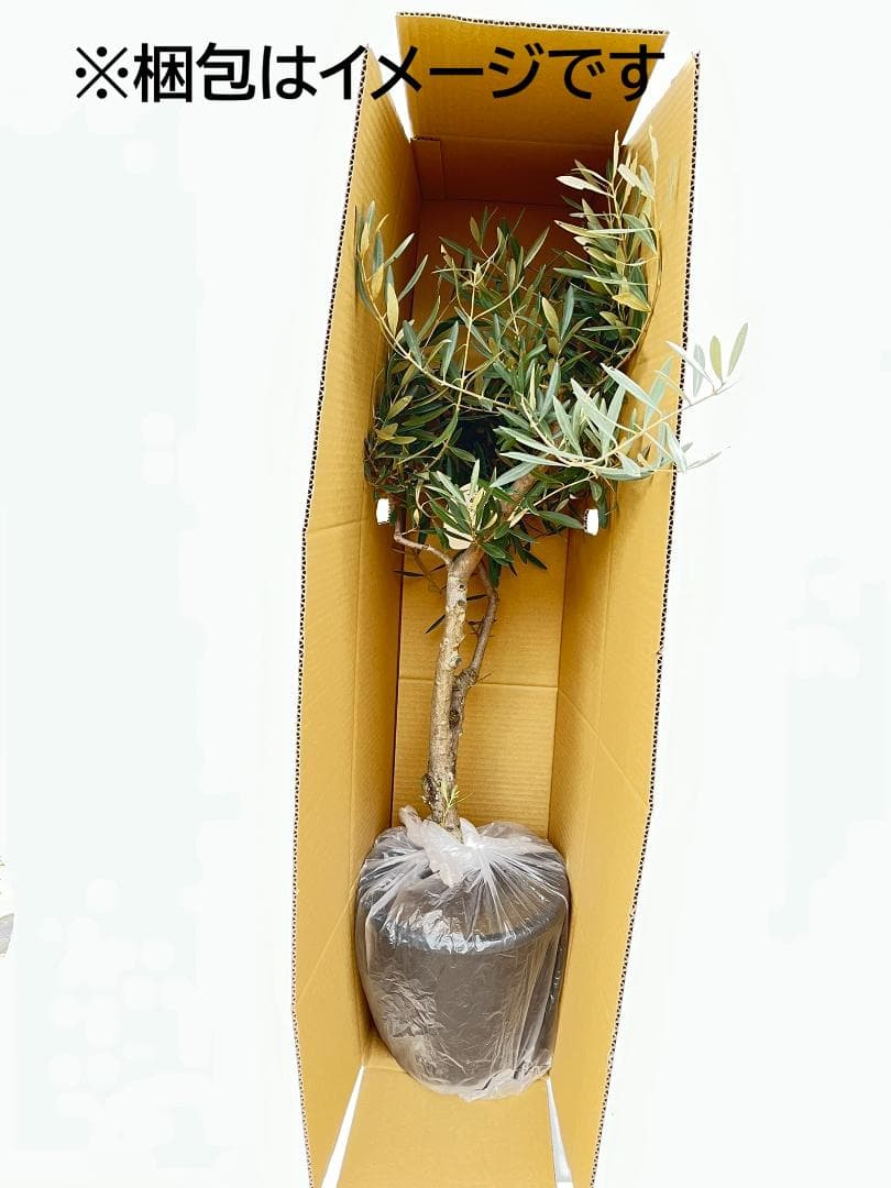 オリーブの木 シプレシーノ 8号 約150cm K-347 人気品種 現品掲載