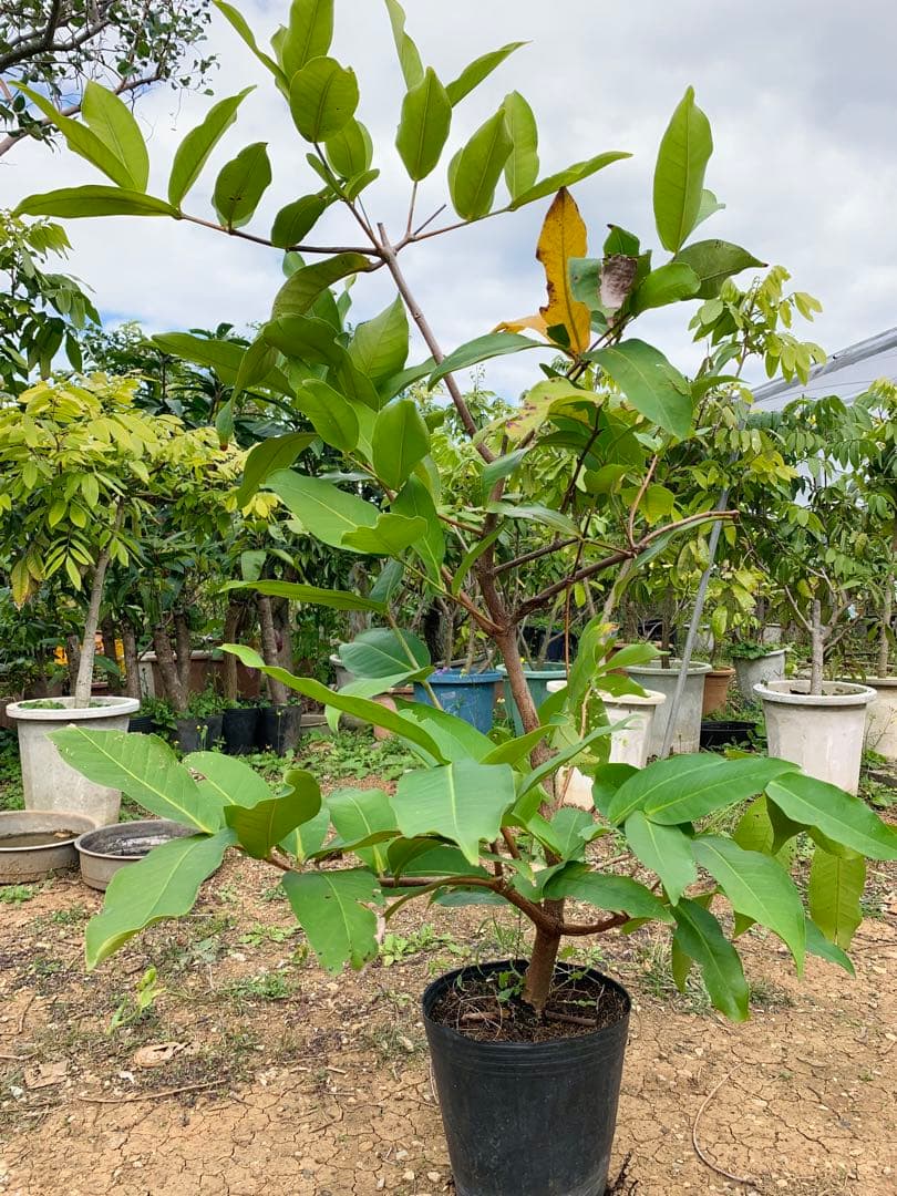 超希少 特大 レンブ取木苗木 台湾黑金蓮霧 - メルカリ