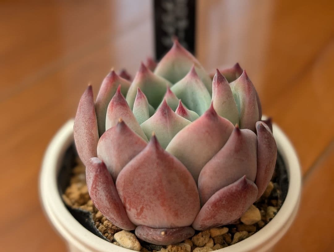 SSSさん苗 コロラータ（M実生）×ナウアラ 札付き 多肉植物 - メルカリ