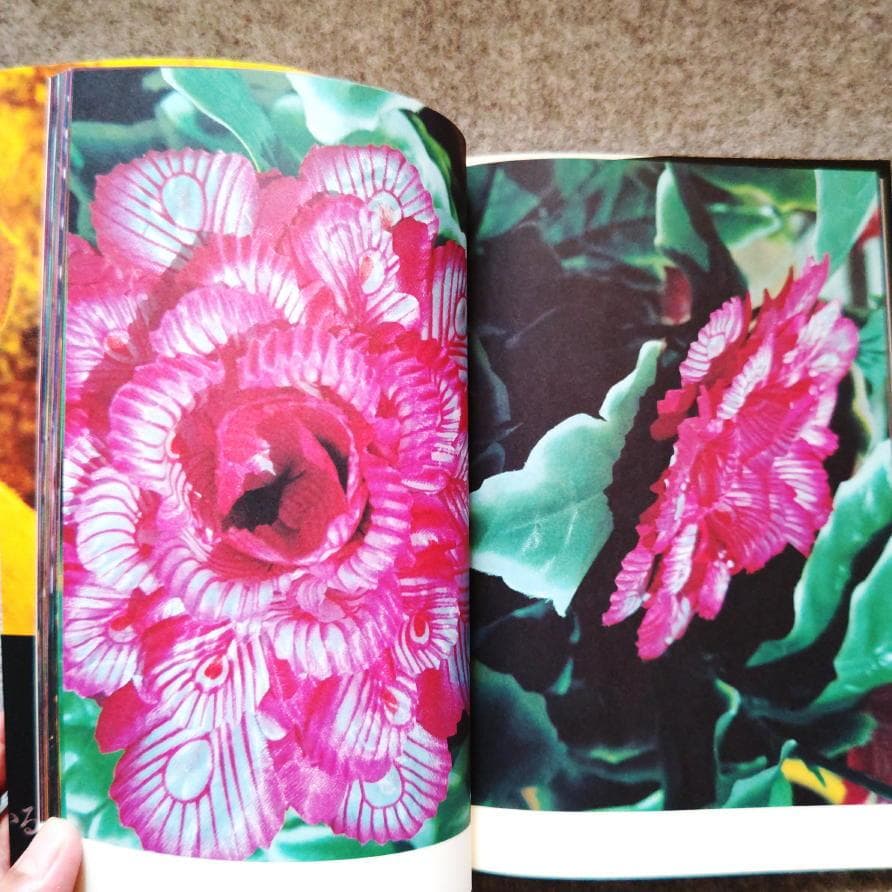 ◇古本◇蜷川実花サイン入り◇ノワール◇女性写真家、映画監督◇蜷川