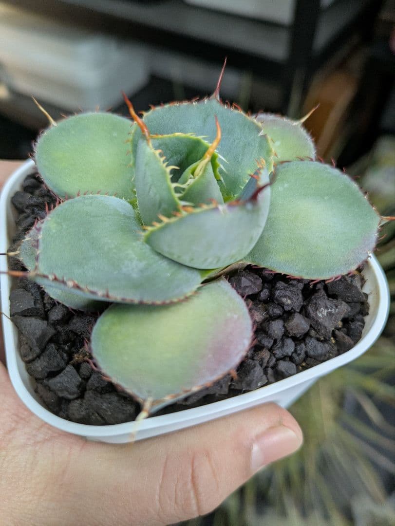 アガベ　グアダラハラナ　丸葉　コンパクト　ドワーフ　希少 たまらん♥️ #圓葉瓜達 #グアダラハラナドワーフ #グアダラハラナ