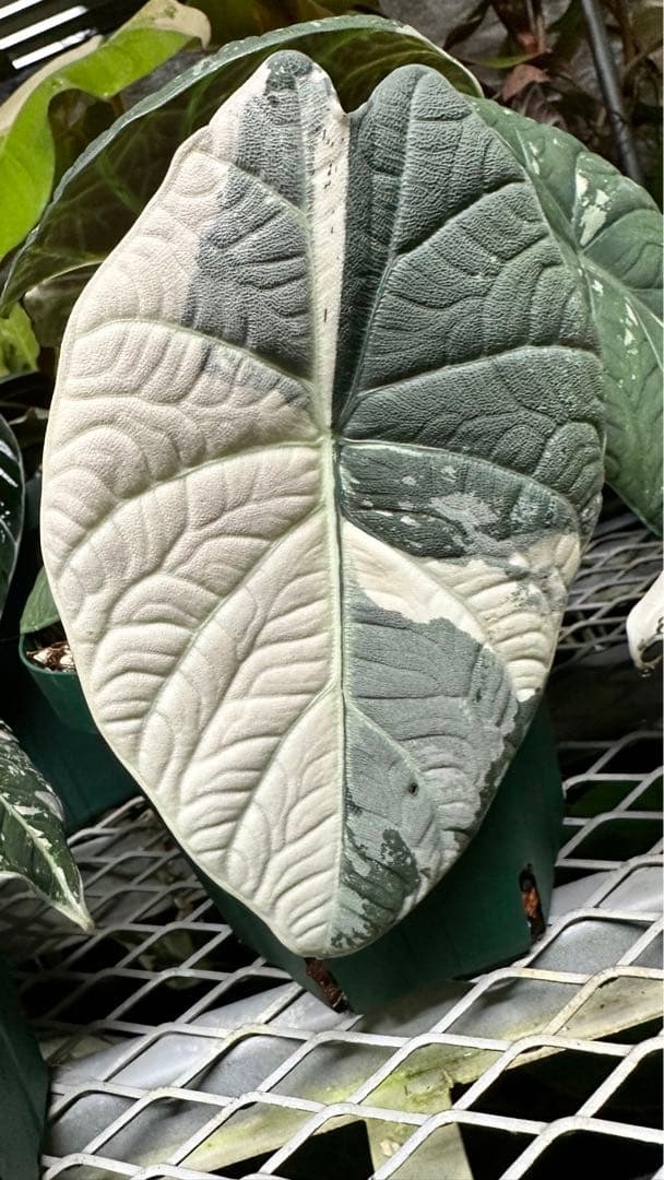 アロカシア 希少 斑入りマハラニ | Shop at Mercari from Japan! | Buyee