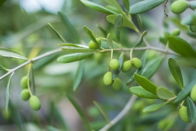 《現品》オリーブの木　シプレシーノ 樹高1.9ｍ（根鉢含まず）189【苗木/庭木