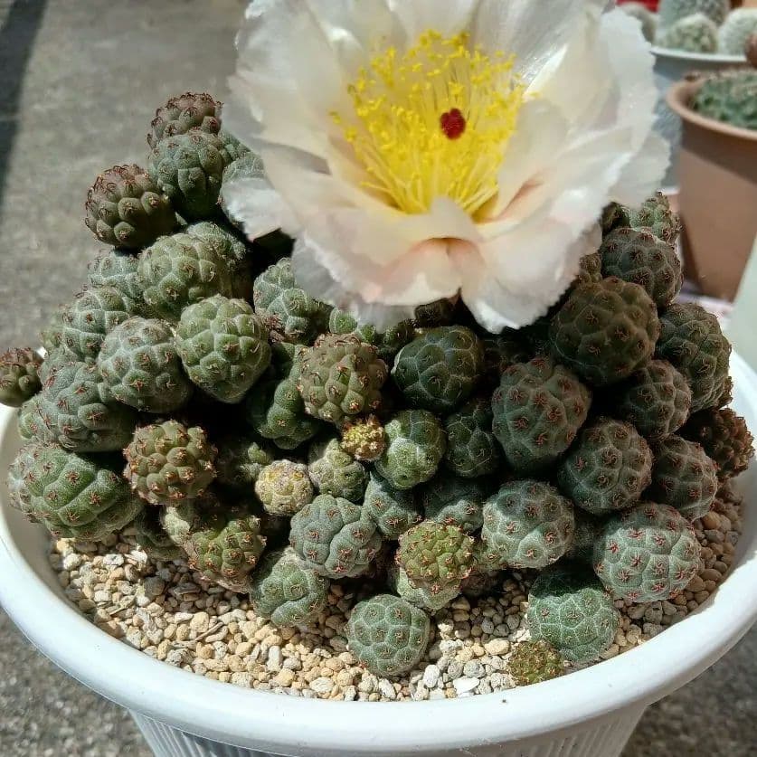 テフロカクタス属 プナボンニアエ　サボテン　直径約 16.5cm 大株 抜き苗