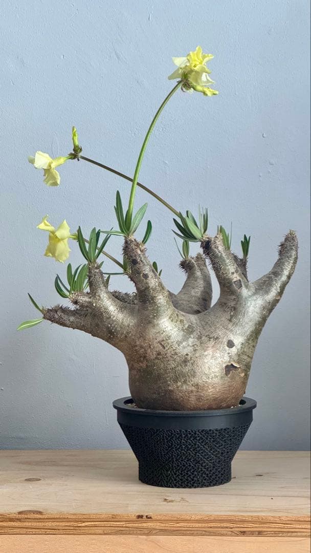 パキポディウム イノピナツム　発根済み　コレクション株　巨大イノピナツム パキポディウム イノピナツム 実生 | hanayoshi-botanical