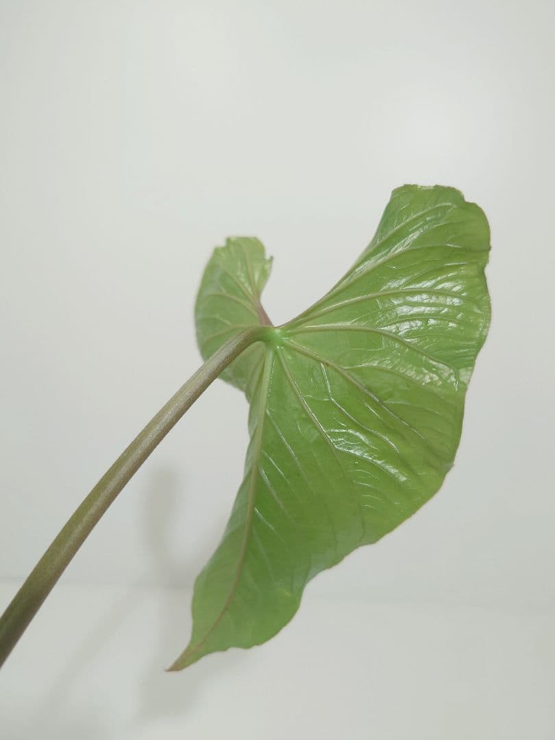 アンスリウム グイルディンギー guildingii - メルカリ