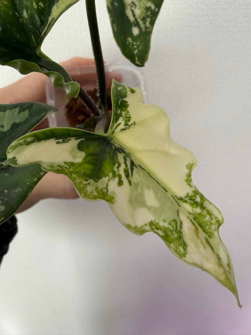 アロカシア シンポバリエガータ変異個体とバンビーノピンク