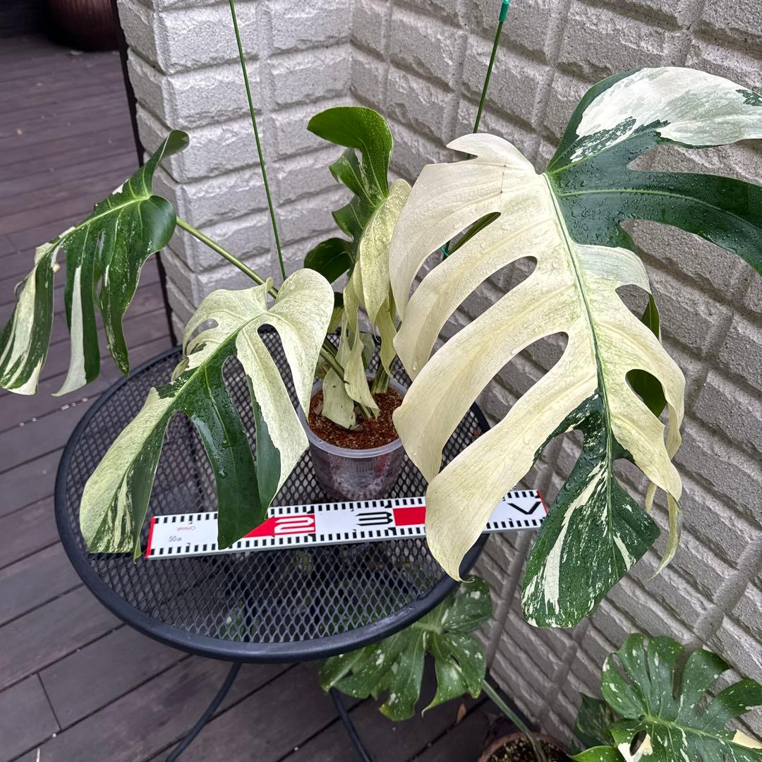 ＊モンステラ＊ミント＊Monstera＊Mint＊ monstera-deliciosa-mint-