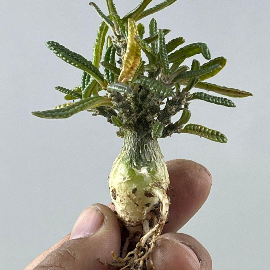 D61 実生 まん丸 ドルステニア ギガス ブラータ ドルステニアギガスブラータ 色々あって一気に増えたギガスブラータ