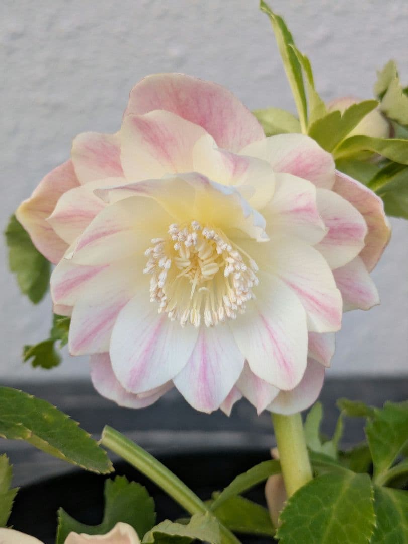 【ふんわり柔らか】広瀬園芸　クリスマスローズ　オーレア系ピンクグラデーションDD 広瀬園芸 クリスマスローズ オーレア系 ピンクグラデーションdd