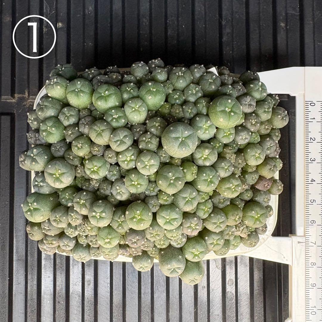 ★☆銀冠玉いろいろ① 実生☆★ 銀冠玉(ぎんかんぎょく)：ロフォフォラ属 (B02) ※綴化親からの実生株