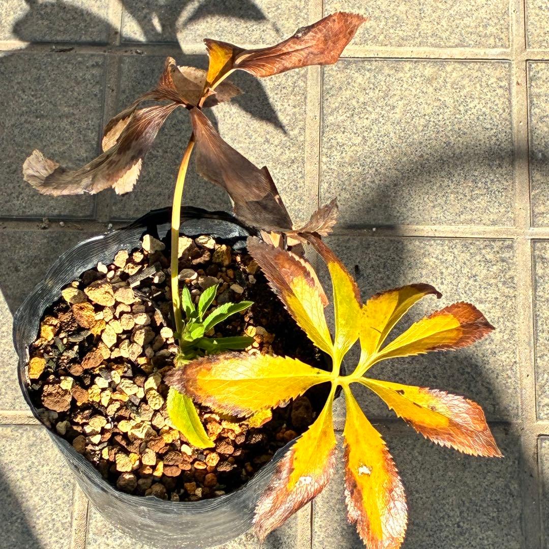 も*子様 ☘️蕾付き☘️NEW☘️レア☘️3395⭐️マイクロヒデコート⭐️小輪