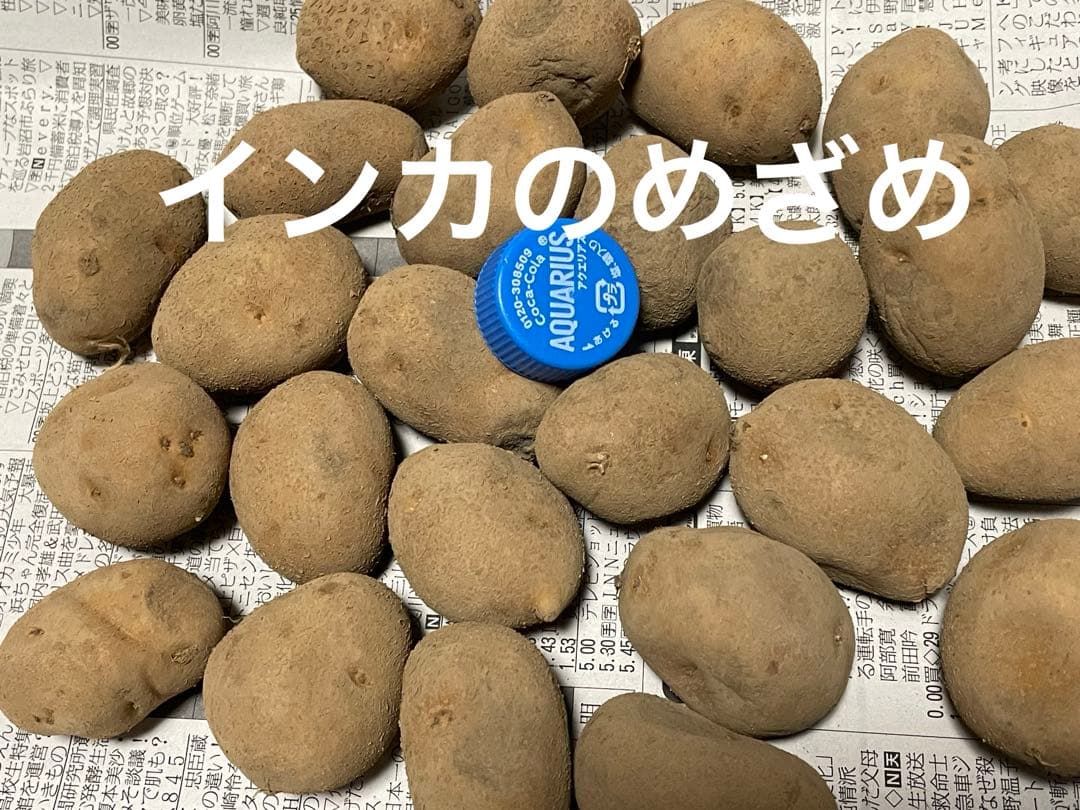 インカのめざめ 種芋 800g箱込み - メルカリ