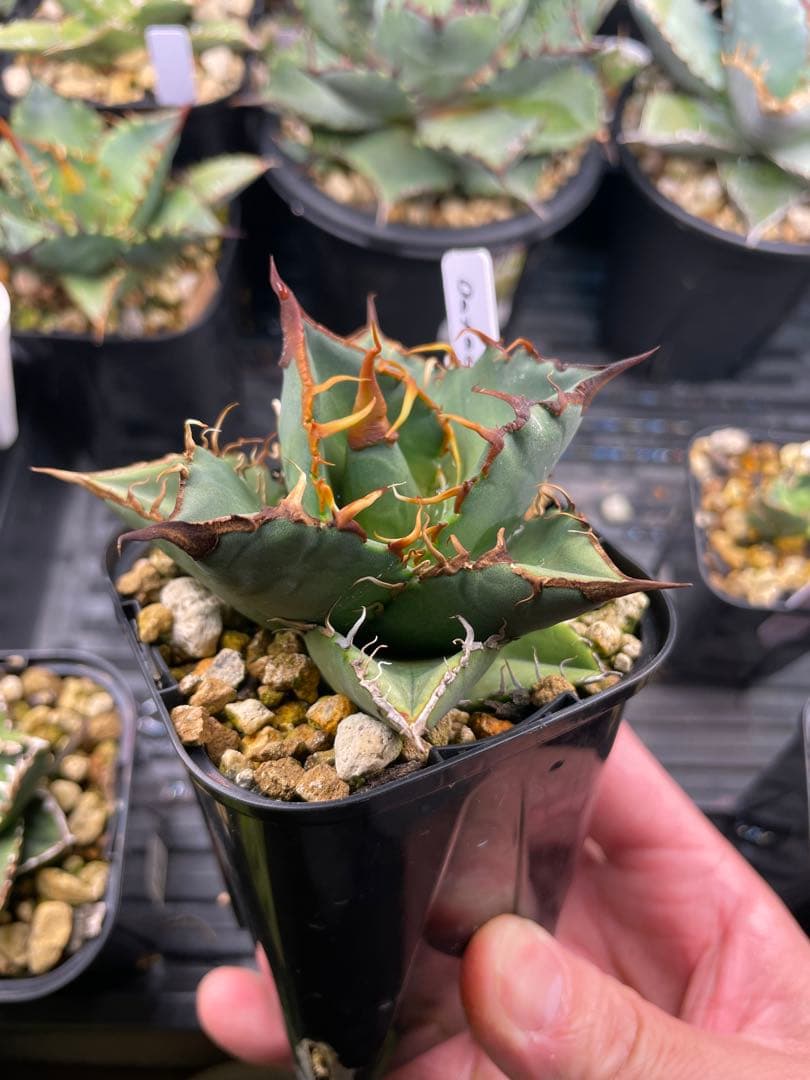 オテロイ実生　選抜 アガベ オテロイ 実生選抜のススメ(と私の考え)｜🍀GreenSnap