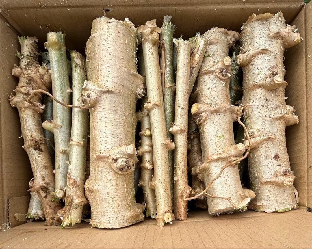 官能的な旨味と甘味◇高級種◇キャッサバ・ゴールドSS◇挿し木枝。60