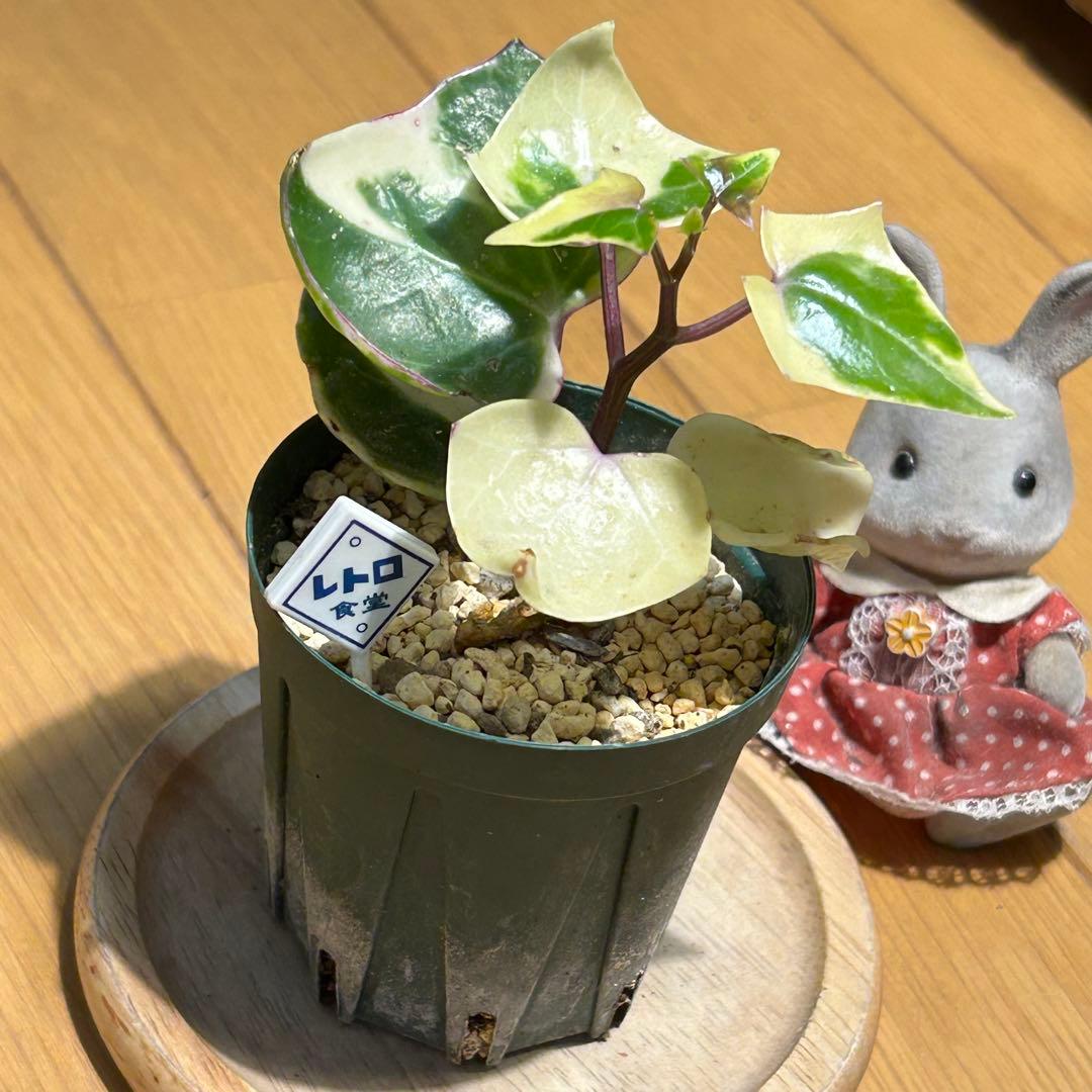 多肉植物 斑入りマーガレットアイビー 抜き苗 根付き レトロ食堂