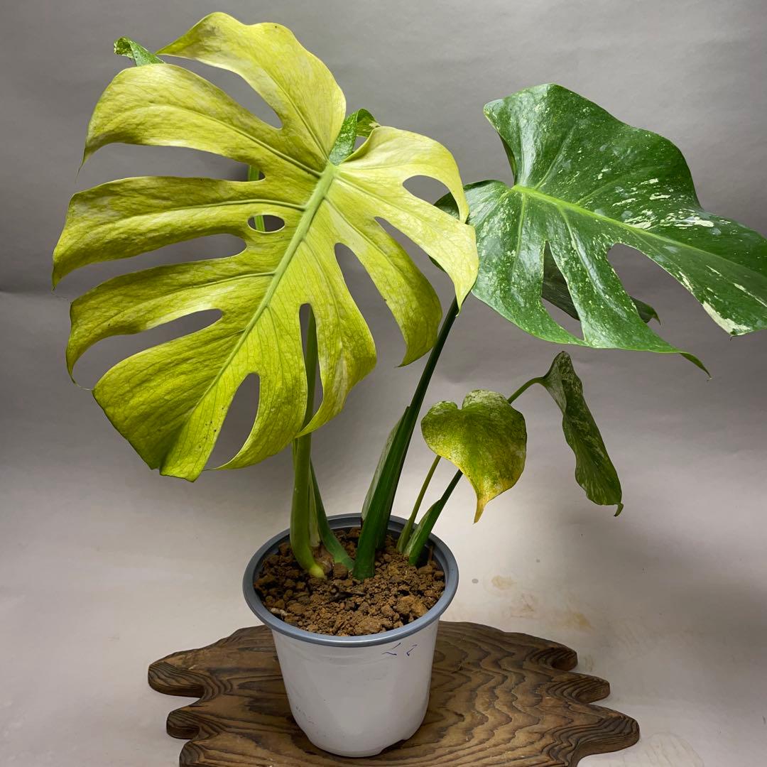 Q124 ホワイトモンスター 天津蘭 モンステラ斑入り - メルカリ