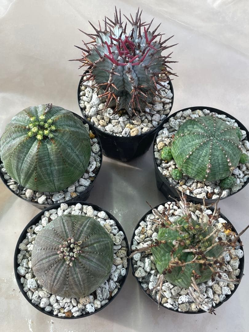 ズ*イ様 ユーフォルビア5点セット 育てやすい大きさ、種類 楽天市場】多肉植物 ユーフォルビア(ユーホルビア) オベサ