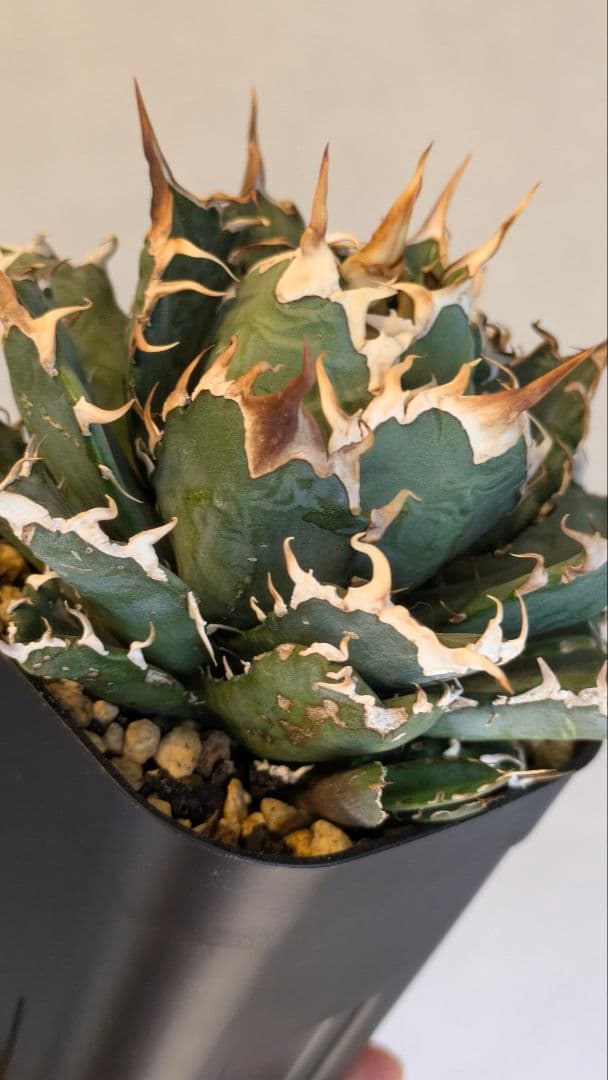 現地育成】アガベ オアハカ オテロイ 実生 現地育成株 子株 チタノタ