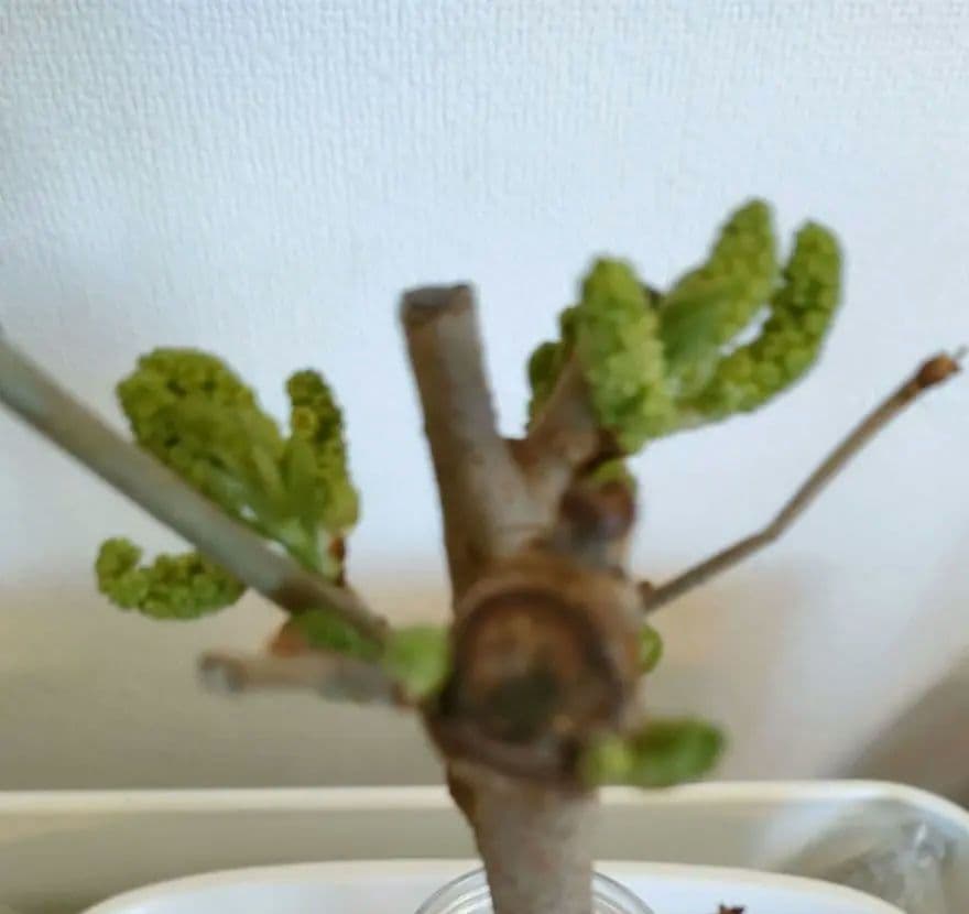 長桑　四季なり　桑苗　確認用 予約商品：7/22以降発送】桑(四季成りマルベリー) シャルロットリュス