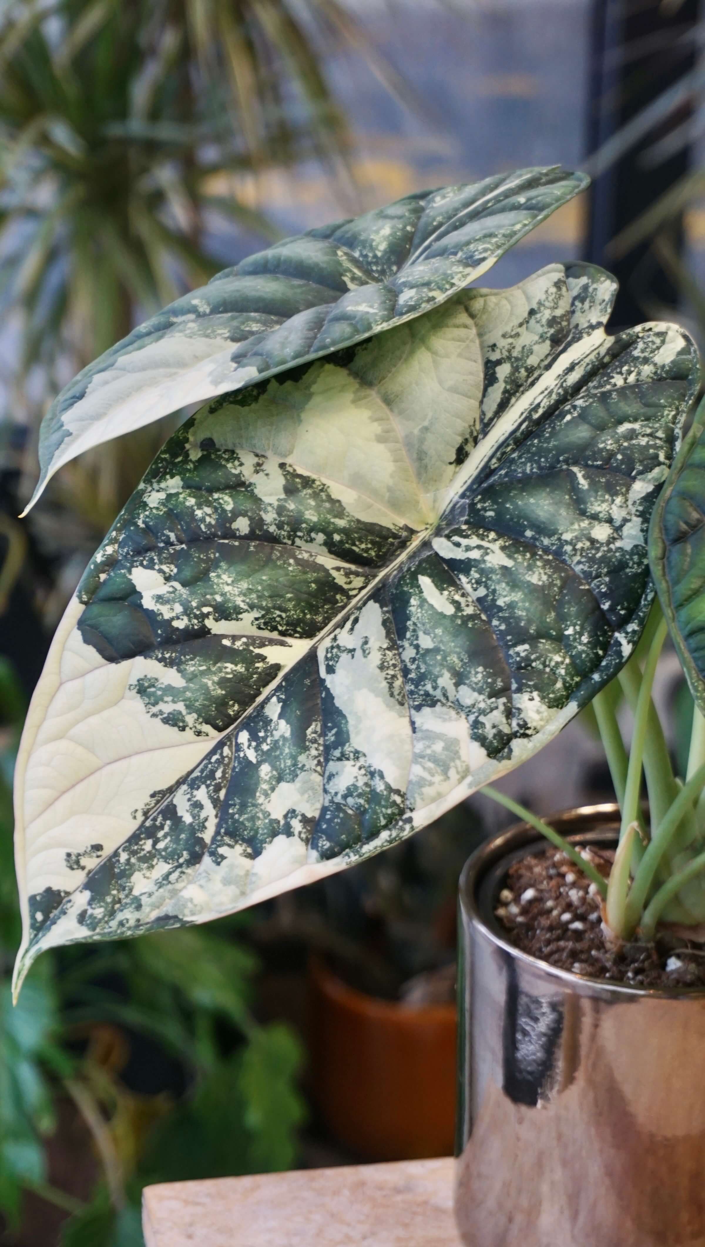 Alocasia Dragon Scale Variegata | Rare plant | Studio Plants